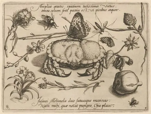 Archetypa studiaque patris Georgii Hoefnagelii [Part 3, Plate 8], by Jacob Hoefnagel