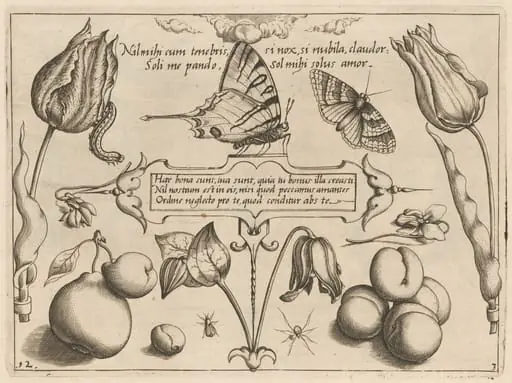 Archetypa studiaque patris Georgii Hoefnagelii [Part 3, Plate 12], by Jacob Hoefnagel