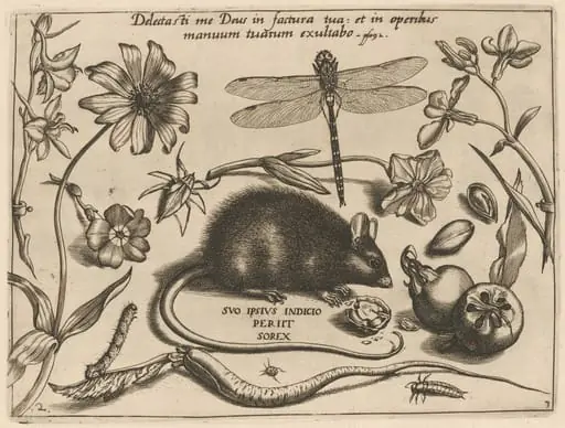 Archetypa studiaque patris Georgii Hoefnagelii [Part 3, Plate 2], by Jacob Hoefnagel