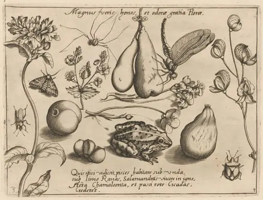 Archetypa studiaque patris Georgii Hoefnagelii [Part 3, Plate 3], by Jacob Hoefnagel