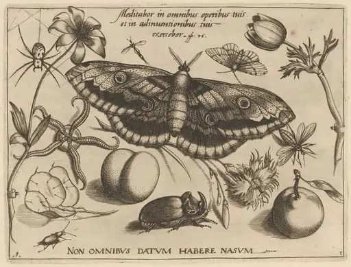Archetypa studiaque patris Georgii Hoefnagelii [Part 3, Title Page], by Jacob Hoefnagel
