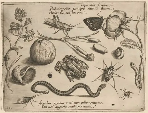 Archetypa studiaque patris Georgii Hoefnagelii [Part 4, Plate 10], by Jacob Hoefnagel