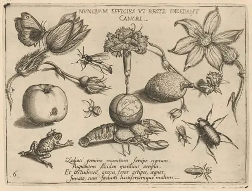 Archetypa studiaque patris Georgii Hoefnagelii [Part 4, Plate 6], by Jacob Hoefnagel