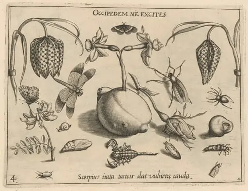 Archetypa studiaque patris Georgii Hoefnagelii [Part 4, Plate 4], by Jacob Hoefnagel