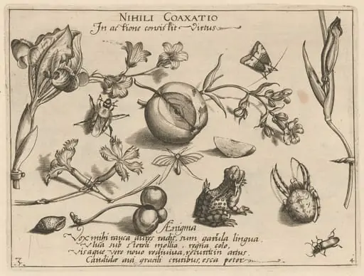 Archetypa studiaque patris Georgii Hoefnagelii [Part 4, Plate 3], by Jacob Hoefnagel
