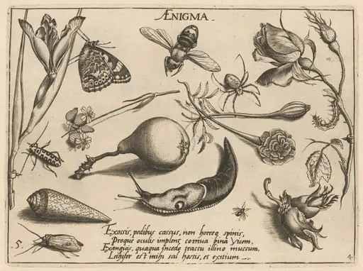 Archetypa studiaque patris Georgii Hoefnagelii [Part 4, Plate 5], by Jacob Hoefnagel