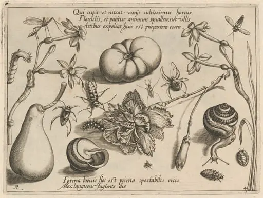 Archetypa studiaque patris Georgii Hoefnagelii [Part 4, Plate 9], by Jacob Hoefnagel