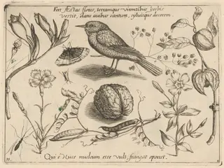 Archetypa studiaque patris Georgii Hoefnagelii [Part 4, Plate 11], by Jacob Hoefnagel, 1592