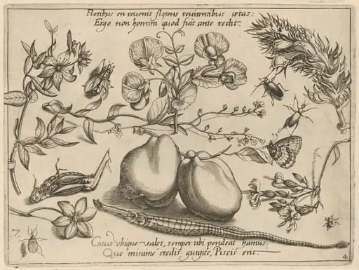 Archetypa studiaque patris Georgii Hoefnagelii [Part 4, Plate 7], by Jacob Hoefnagel
