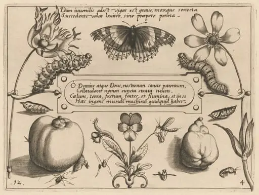 Archetypa studiaque patris Georgii Hoefnagelii [Part 4, Plate 12], by Jacob Hoefnagel