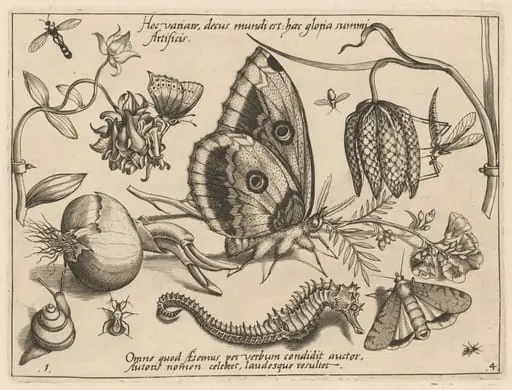 Archetypa studiaque patris Georgii Hoefnagelii [Part 4, Plate 1], by Jacob Hoefnagel