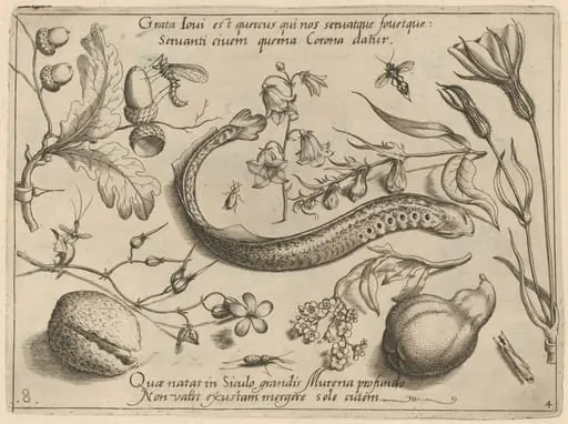 Archetypa studiaque patris Georgii Hoefnagelii [Part 4, Plate 8], by Jacob Hoefnagel