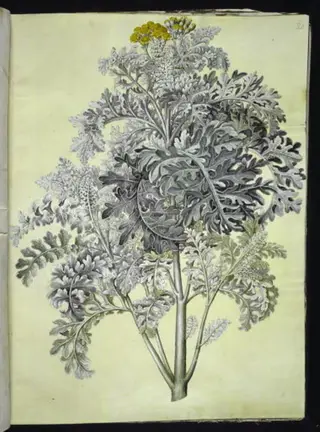 Jacobaea maritima (gråblad)