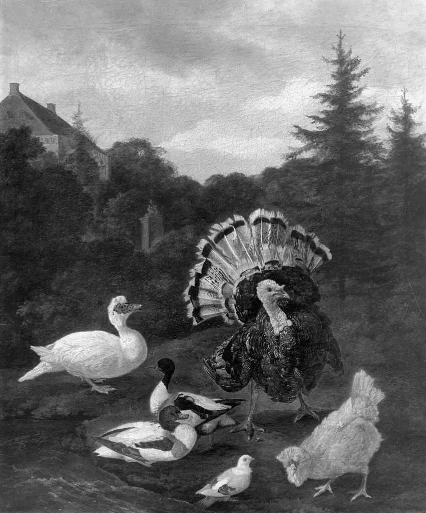 Poultry in the park, by Jacomo Victors