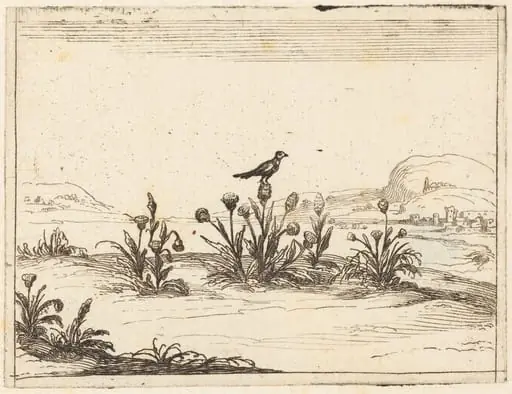 Bird Perched in a Thistle, by Jacques Callot