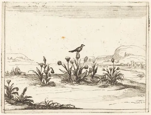 Bird Perched on a Thistle, by Jacques Callot