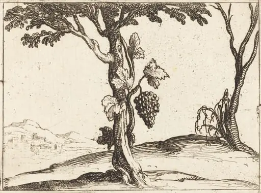Bunch of Grapes, by Jacques Callot