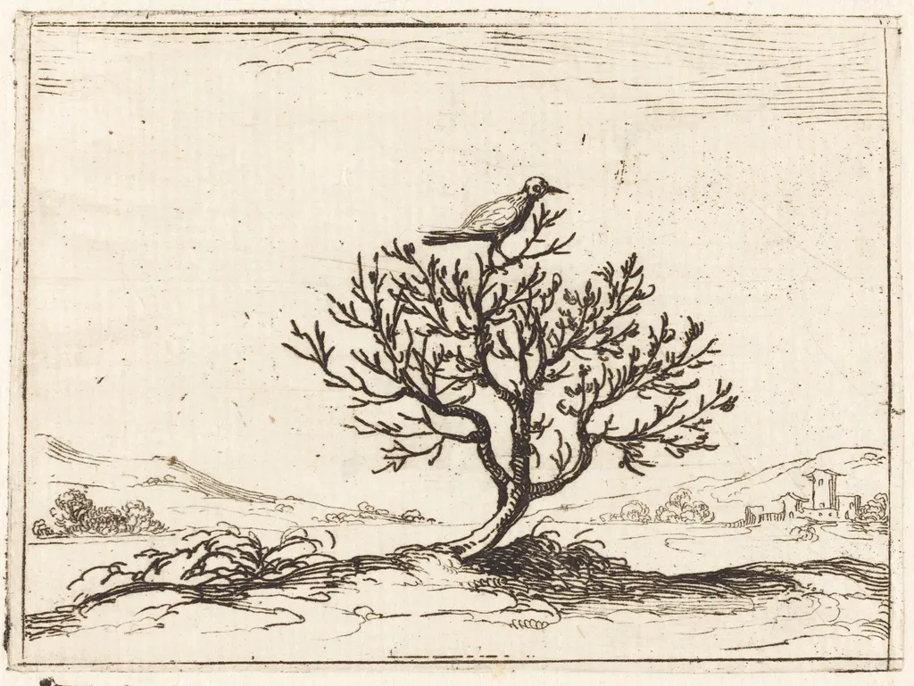 Nightingale in a Bush, by Jacques Callot, ink, 1628