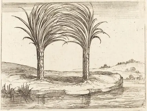 Two Palm Trees, by Jacques Callot