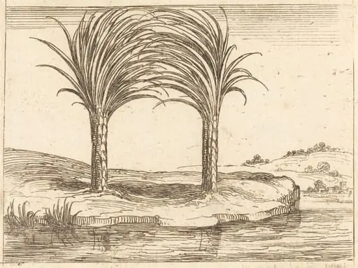 Two Palm Trees, by Jacques Callot