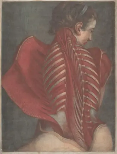 L'Ange anatomique (The Anatomical Angel) or Dissection of a Woman's Back