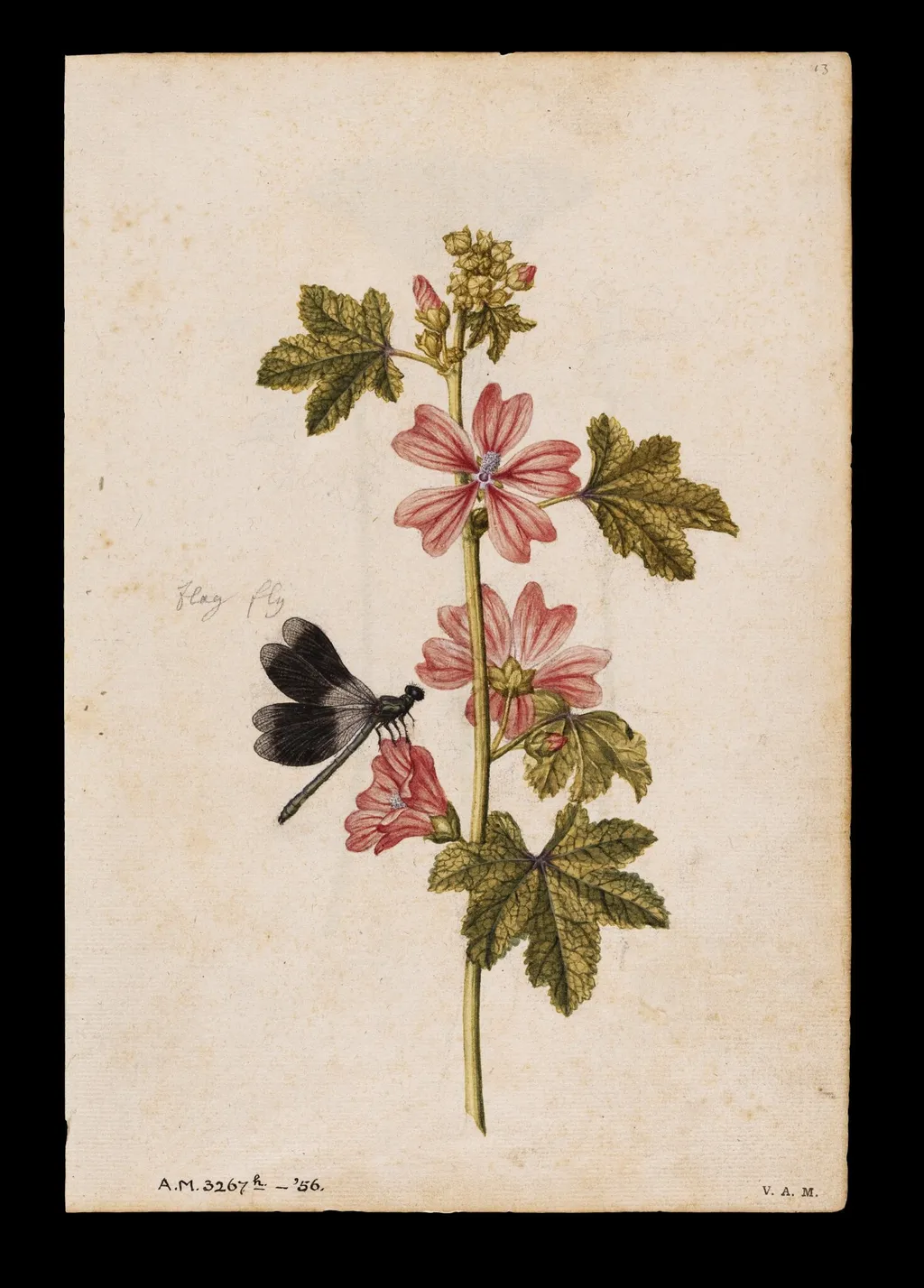 A common mallow and a damselfly; a snowdrop and a lady butterfly, by Jacques Le Moyne de Morgues, watercolor, 1568