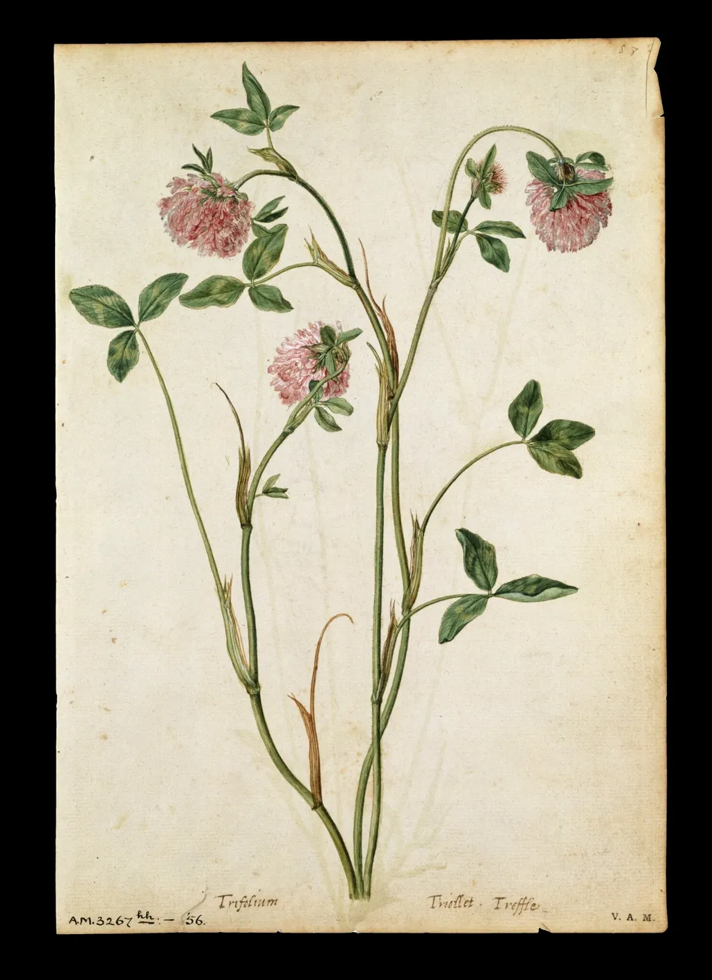 A red clover; a field scabious, by Jacques Le Moyne de Morgues, watercolor, 1568