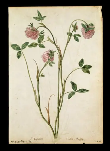 A red clover; a field scabious, by Jacques Le Moyne de Morgues
