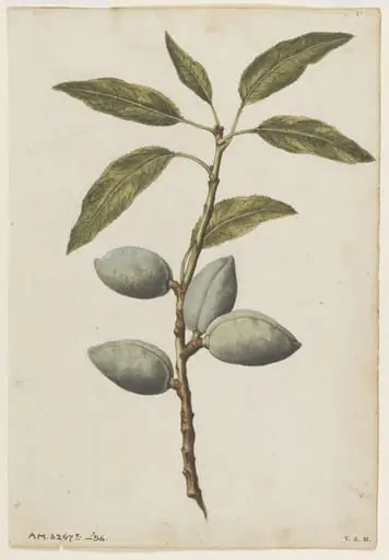 Almond plant, by Jacques Le Moyne de Morgues
