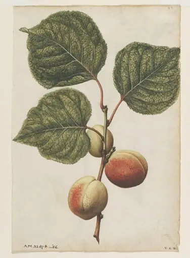 Apricots; Cherries, by Jacques Le Moyne de Morgues