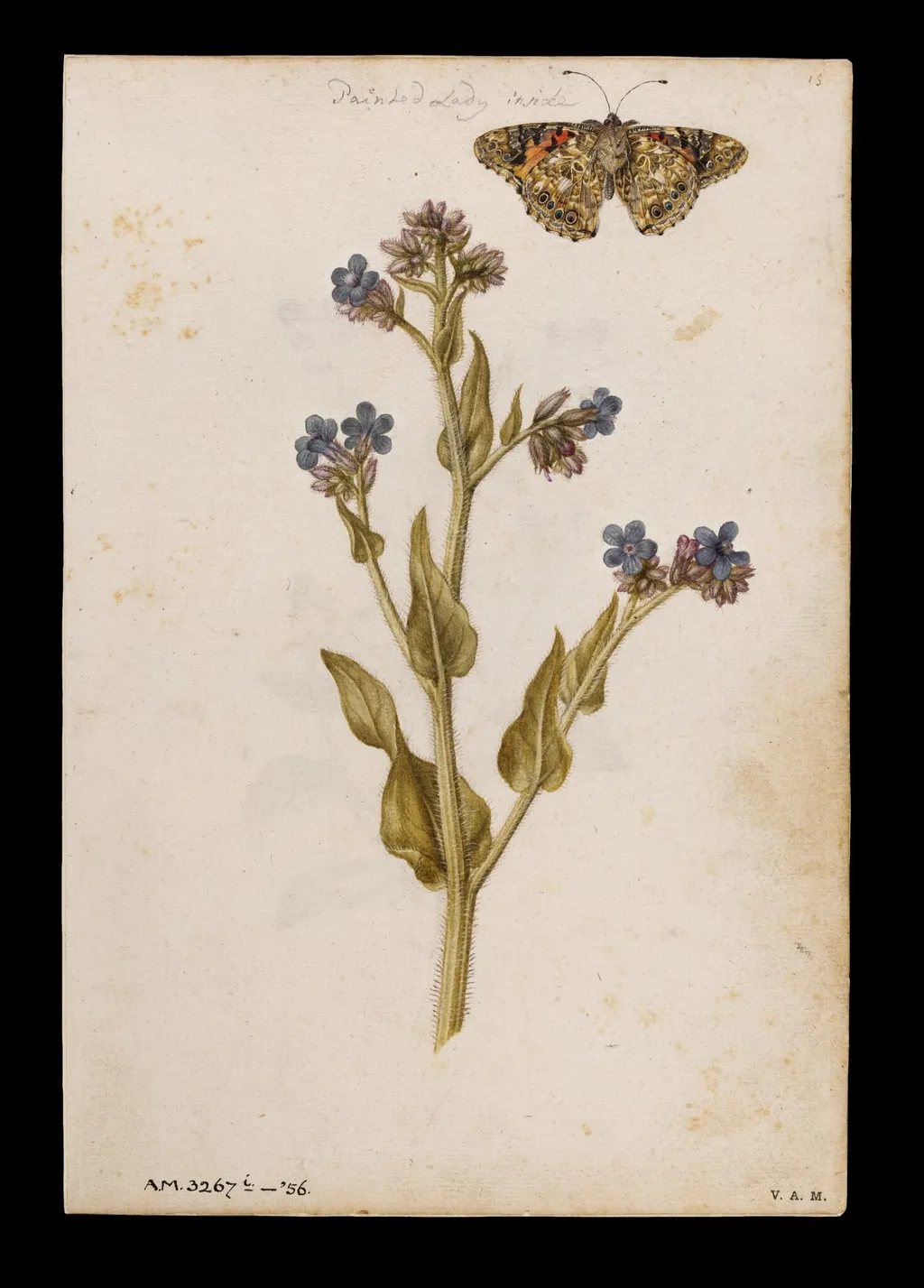 Bugloss and painted lady butterfly; Heartsease or wild pansy, by Jacques Le Moyne de Morgues, watercolor, 1568