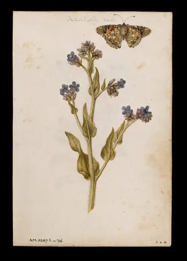 Bugloss and painted lady butterfly; Heartsease or wild pansy, by Jacques Le Moyne de Morgues