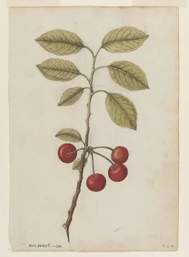 Cherry; Bullace (wild plum), by Jacques Le Moyne de Morgues