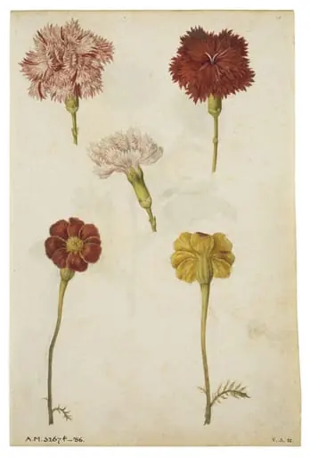 Clove pinks and marigold; Marigold, by Jacques Le Moyne de Morgues