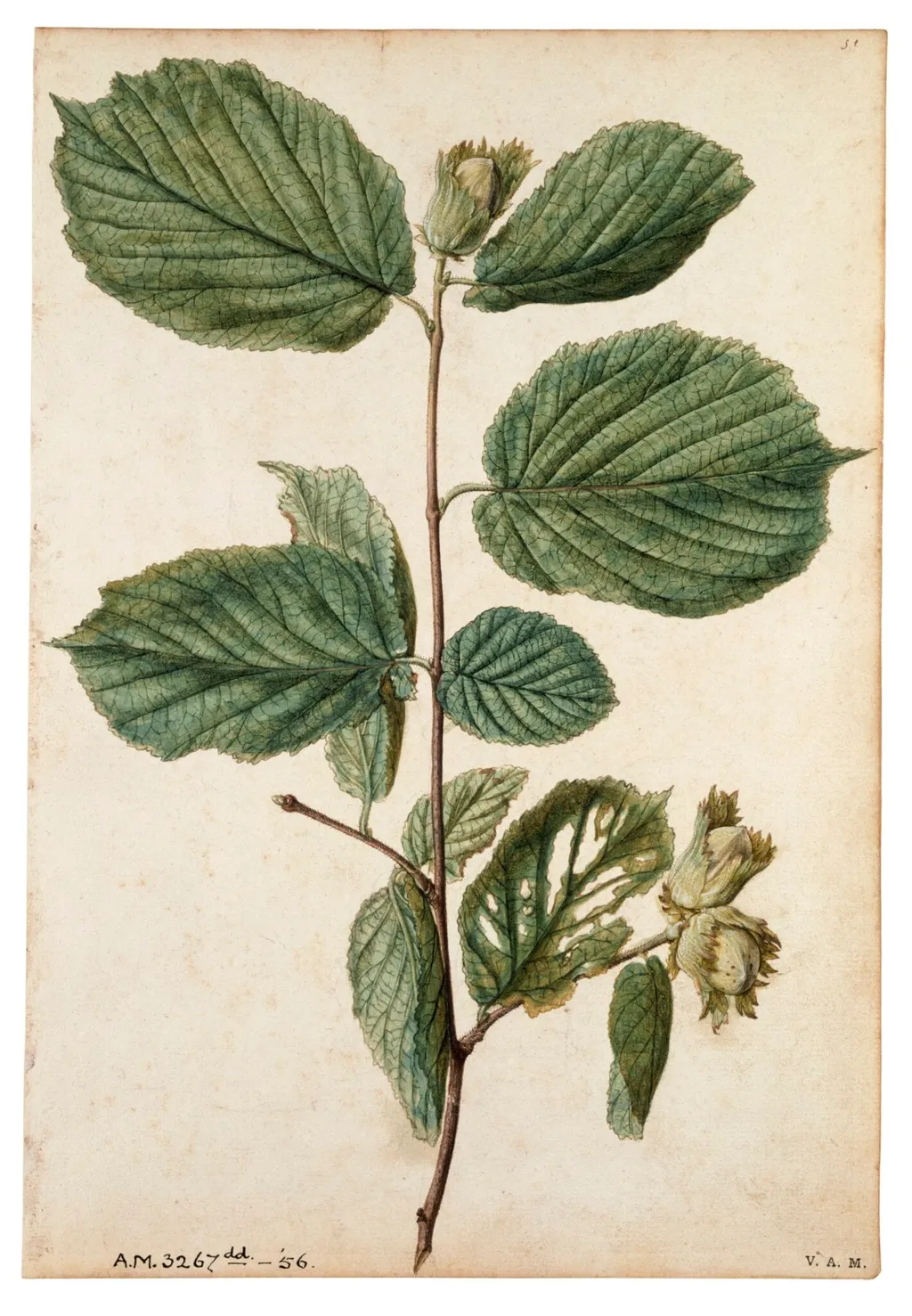 Cob-nut, by Jacques Le Moyne de Morgues, watercolor, 1568
