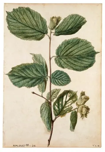 Cob-nut, by Jacques Le Moyne de Morgues