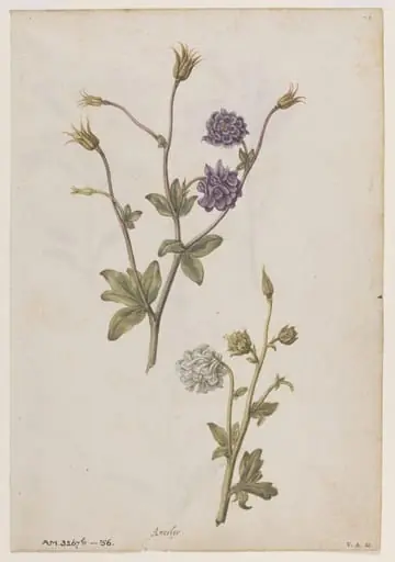 Columbine; Gilliflower, by Jacques Le Moyne de Morgues