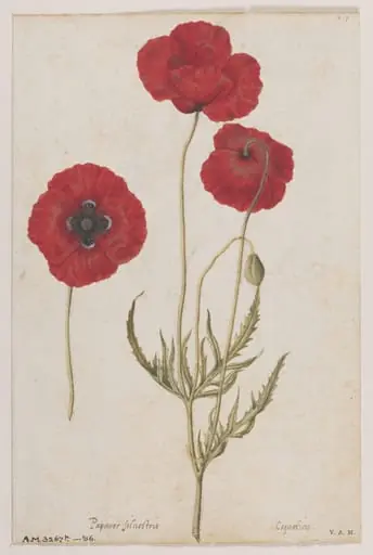 Corn poppies; larkspur, by Jacques Le Moyne de Morgues