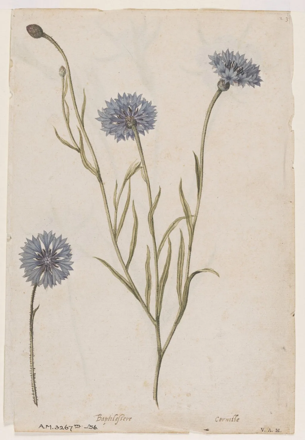 Cornflower; Corn cockle, by Jacques Le Moyne de Morgues, watercolor, 1568
