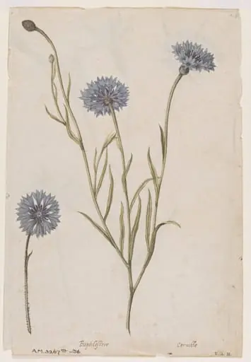 Cornflower; Corn cockle, by Jacques Le Moyne de Morgues