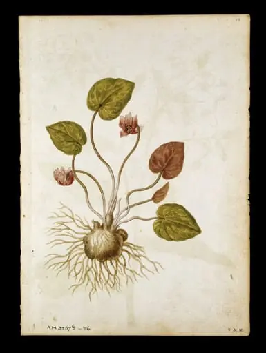 Cyclamen; Borage