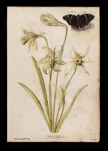 Daffodils and red admiral butterfly; Violets and red admiral butterfly, by Jacques Le Moyne de Morgues
