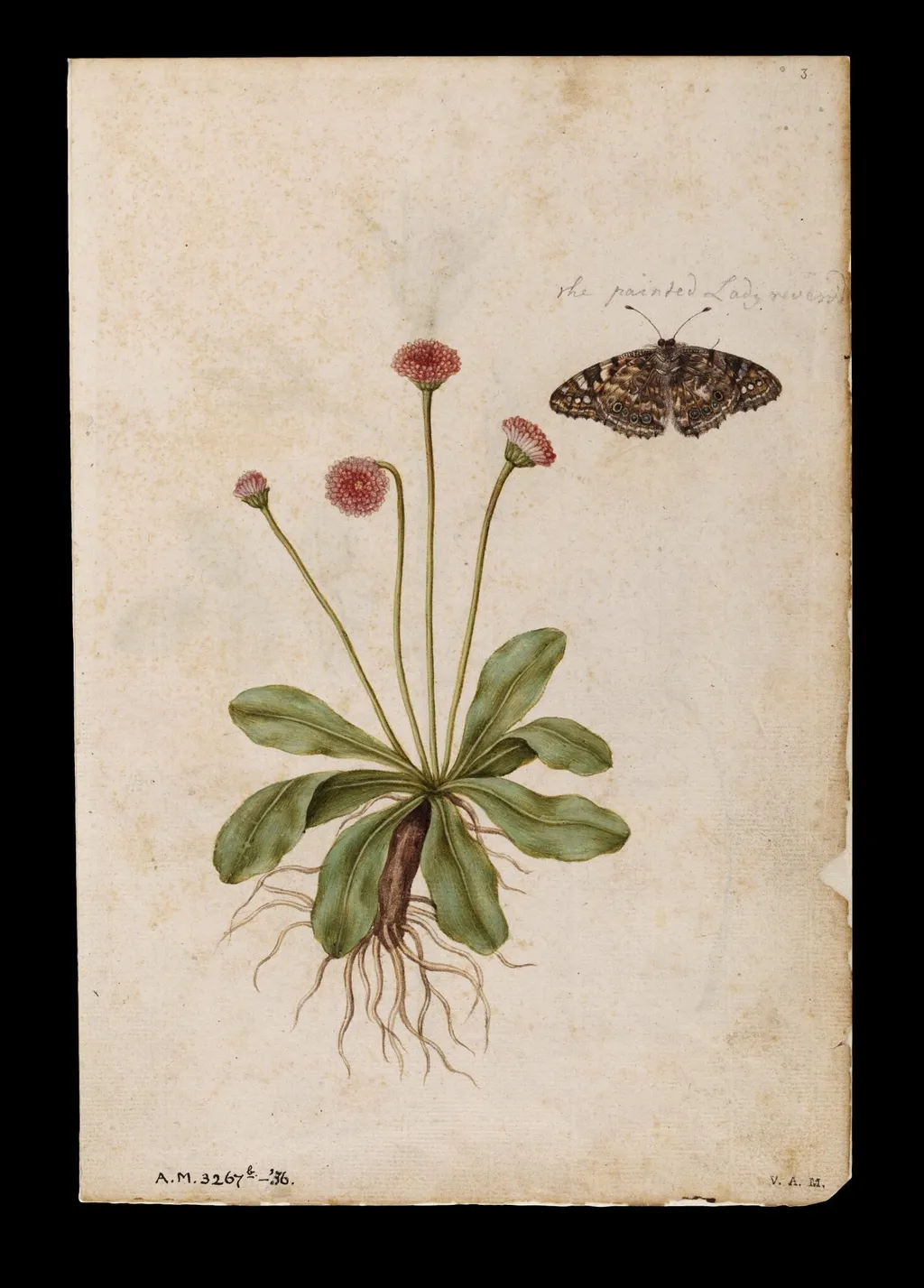 Daisies and lady butterfly; Roses, by Jacques Le Moyne de Morgues, watercolor, 1568