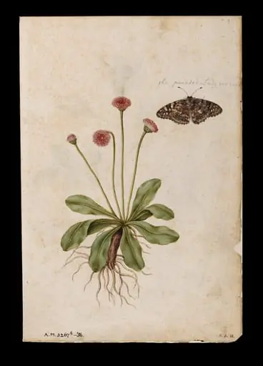 Daisies and lady butterfly; Roses, by Jacques Le Moyne de Morgues