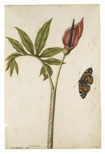 Dragon arum flower and tortoiseshell butterfly, by Jacques Le Moyne de Morgues