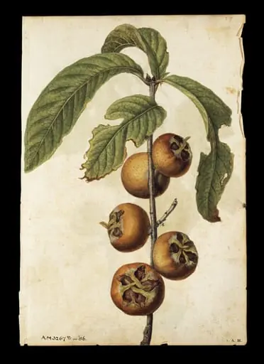 Fig; Medlar, by Jacques Le Moyne de Morgues