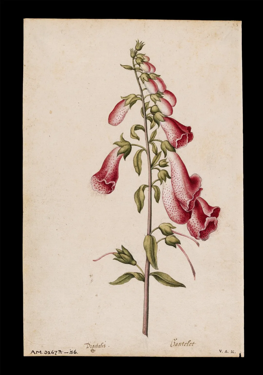 Foxglove, by Jacques Le Moyne de Morgues, watercolor, 1568