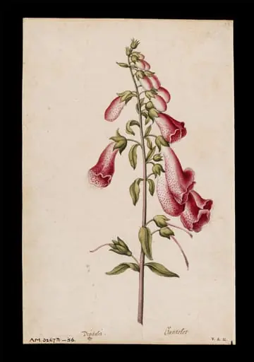 Foxglove, by Jacques Le Moyne de Morgues