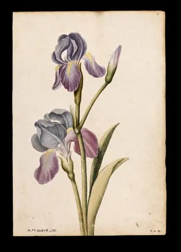 Iris, by Jacques Le Moyne de Morgues
