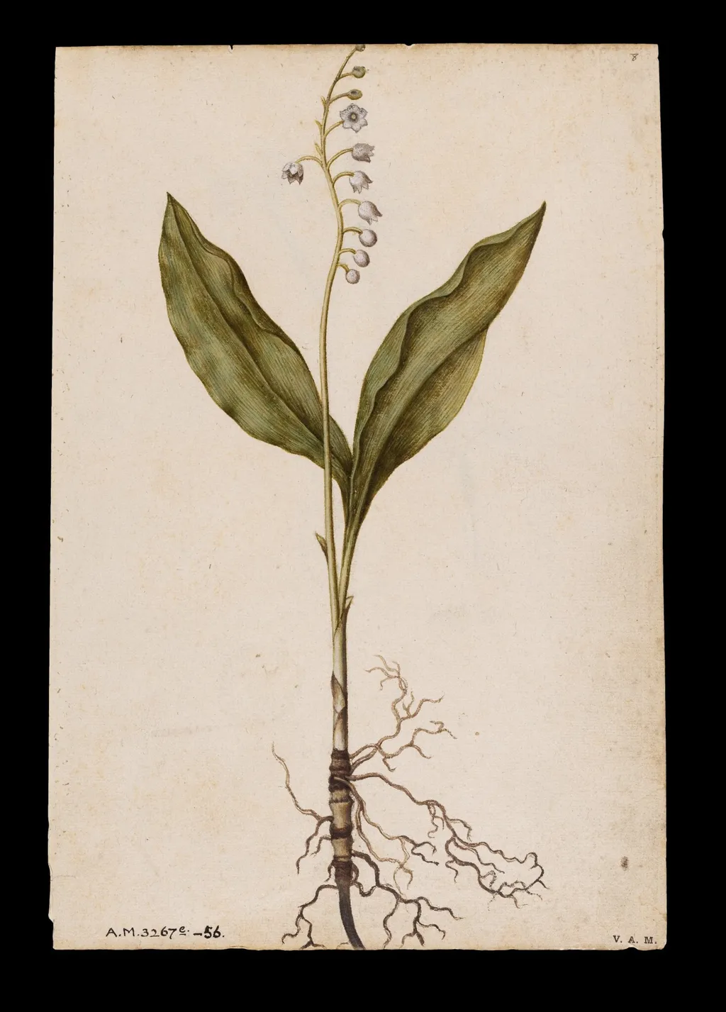 Lily of the valley; Pinks, by Jacques Le Moyne de Morgues, watercolor, 1568